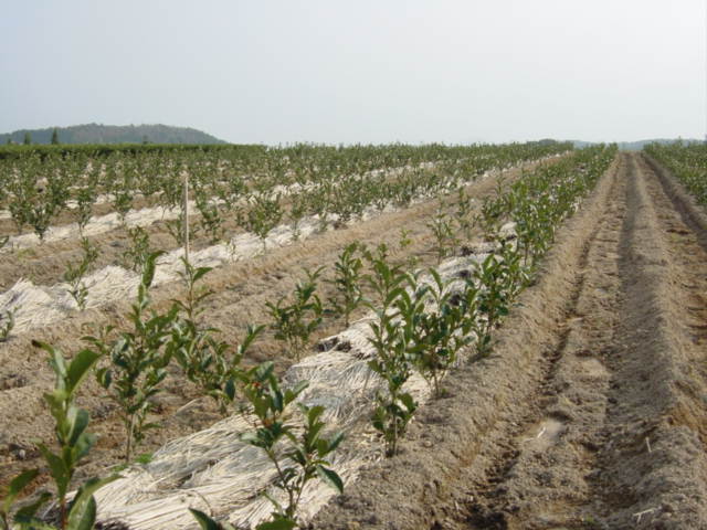 Young tree plants